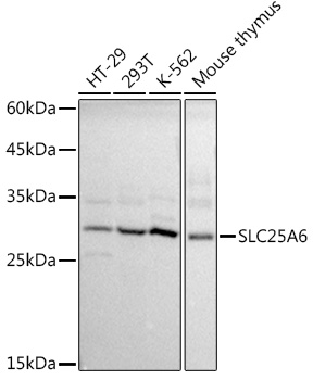 SLC25A6 Polyclonal Antibody (E-AB-92538)
