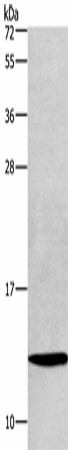 HINT1 Polyclonal Antibody (E-AB-16478)
