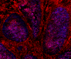 Alexa Fluor® 647 Goat anti-rat IgG (minimal x-reactivity) Antibody (405416)