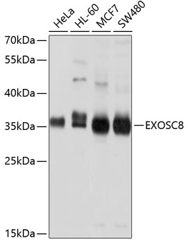 EXOSC8 Polyclonal Antibody (E-AB-63793)