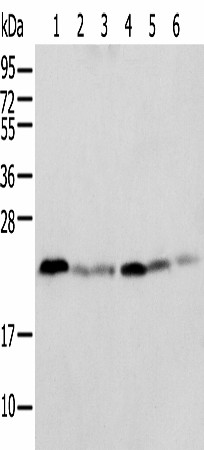 SPCS2 Polyclonal Antibody (E-AB-18383)