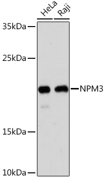 NPM3 Polyclonal Antibody (E-AB-91833)