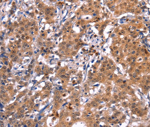 GCG Polyclonal Antibody (E-AB-16421)