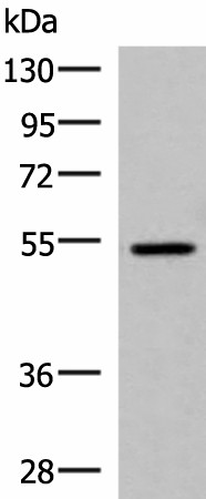 ISM1 Polyclonal Antibody (E-AB-18133)