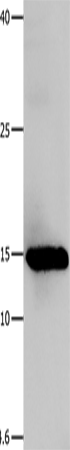 Galectin 1 Polyclonal Antibody (E-AB-14092)