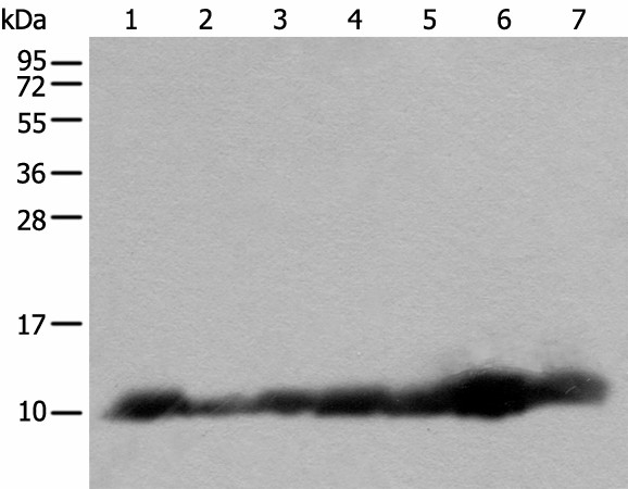C14orf2 Polyclonal Antibody (E-AB-19636)