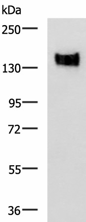 CEACAM1 Polyclonal Antibody (E-AB-52123)