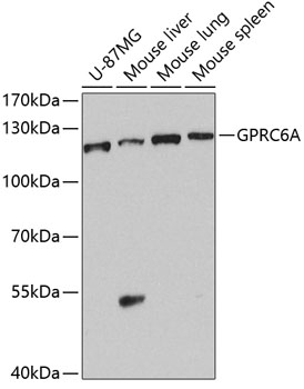 GPRC6A Polyclonal Antibody (E-AB-63224)