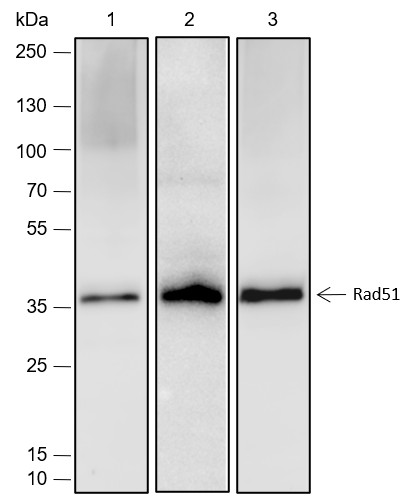 Recombinant Rad51 Monoclonal Antibody (AN301776L)