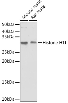 Histone H1t Polyclonal Antibody (E-AB-93238)