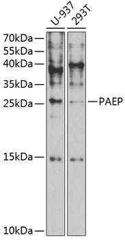 PAEP Polyclonal Antibody (E-AB-67700)