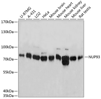 NUP93 Polyclonal Antibody (E-AB-65475)