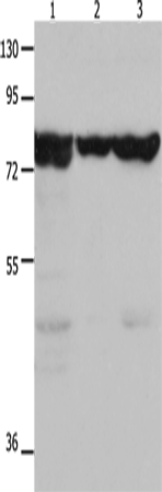 HSP75 Polyclonal Antibody (E-AB-10381)
