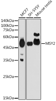 MSY2 Polyclonal Antibody (E-AB-92230)