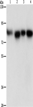 MAD1L1 Polyclonal Antibody (E-AB-10440)