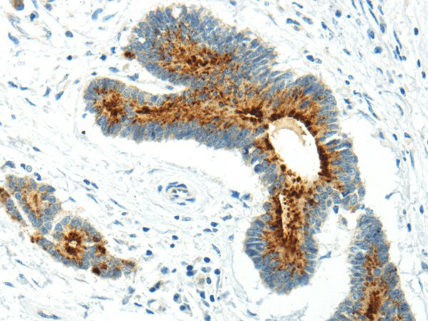WWOX Polyclonal Antibody (E-AB-17623)