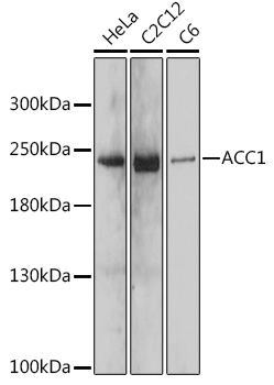 ACACA Polyclonal Antibody (E-AB-66498)