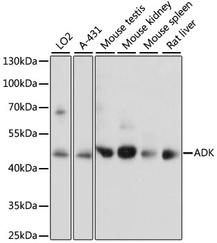 ADK Polyclonal Antibody (E-AB-65177)