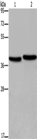 FHL1 Polyclonal Antibody (E-AB-11236)