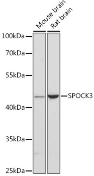 SPOCK3 Polyclonal Antibody (E-AB-65971)
