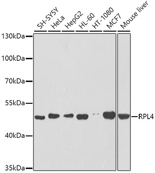 RPL4 Polyclonal Antibody (E-AB-62200)
