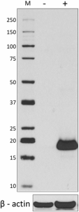 Purified anti-Histone H3-Phosphorylated (Ser28) Antibody (641001)