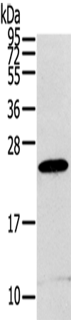 RGS1 Polyclonal Antibody (E-AB-11534)
