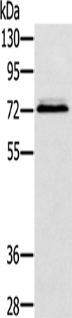 SSX2IP Polyclonal Antibody (E-AB-11605)