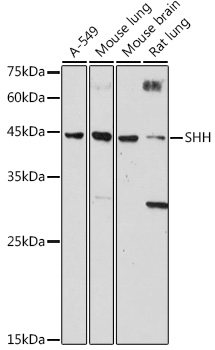 SHH Polyclonal Antibody (E-AB-93248)