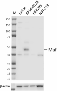 Purified anti-Maf Antibody (603451)