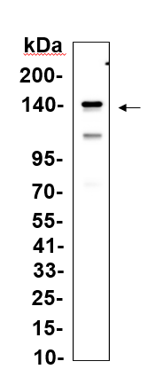 Recombinant MYPT1 Monoclonal Antibody (AN301350L)