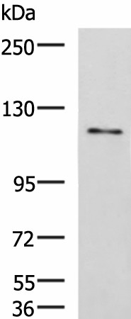 FNIP2 Polyclonal Antibody (E-AB-19877)
