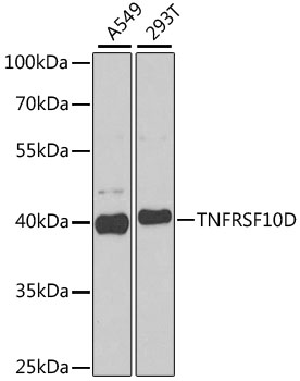 TNFRSF10D Polyclonal Antibody (E-AB-61175)