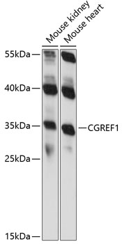 CGREF1 Polyclonal Antibody (E-AB-90971)