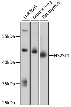 HS2ST1 Polyclonal Antibody (E-AB-90694)