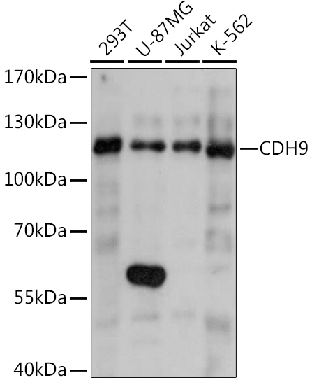 CDH9 Polyclonal Antibody (E-AB-90933)
