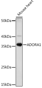 ADORA1 Polyclonal Antibody (E-AB-92078)