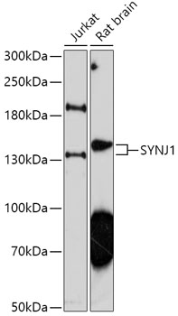 SYNJ1 Polyclonal Antibody (E-AB-91821)