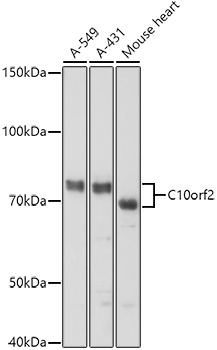 C10orf2 Polyclonal Antibody (E-AB-68367)