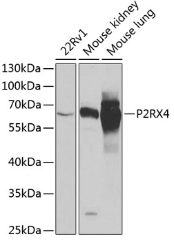 P2RX4 Polyclonal Antibody (E-AB-61293)