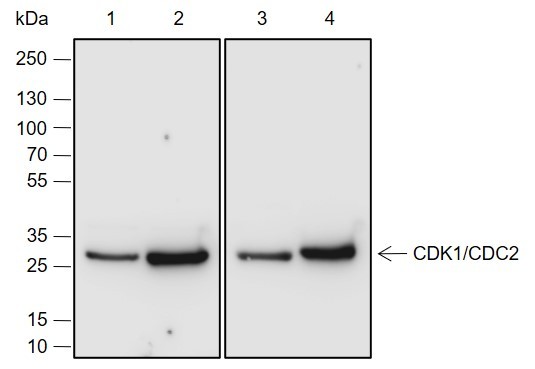 Recombinant CDK1/Cdc2 Monoclonal Antibody (AN301969L)