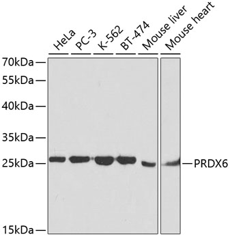 PRDX6 Polyclonal Antibody (E-AB-60566)