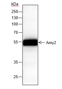 Recombinant Amy2 Monoclonal Antibody (AN301436L)