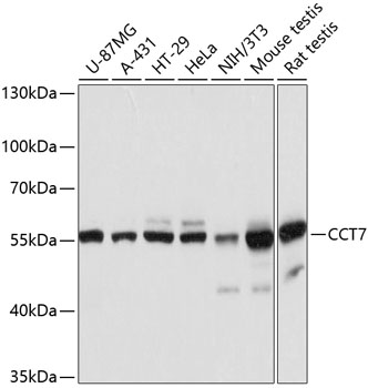 CCT7 Polyclonal Antibody (E-AB-63635)