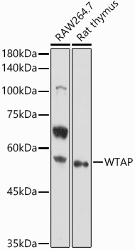 WTAP Polyclonal Antibody (E-AB-93121)