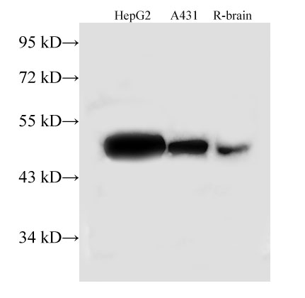 TUFM Polyclonal Antibody (E-AB-40180)
