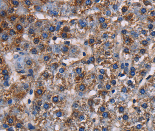 KCNK1 Polyclonal Antibody (E-AB-11347)