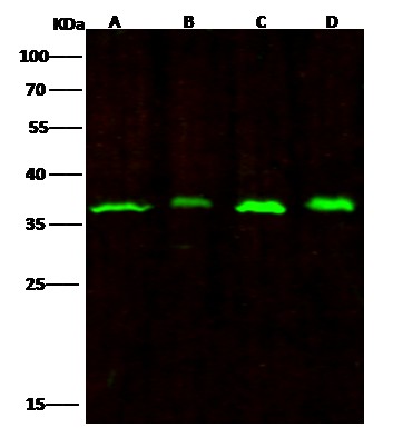 RPRD1B Monoclonal Antibody (AN200140P)