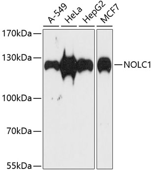 NOLC1 Polyclonal Antibody (E-AB-63828)
