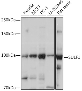 SULF1 Polyclonal Antibody (E-AB-90677)